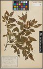 Foto von Salix pentandra L.